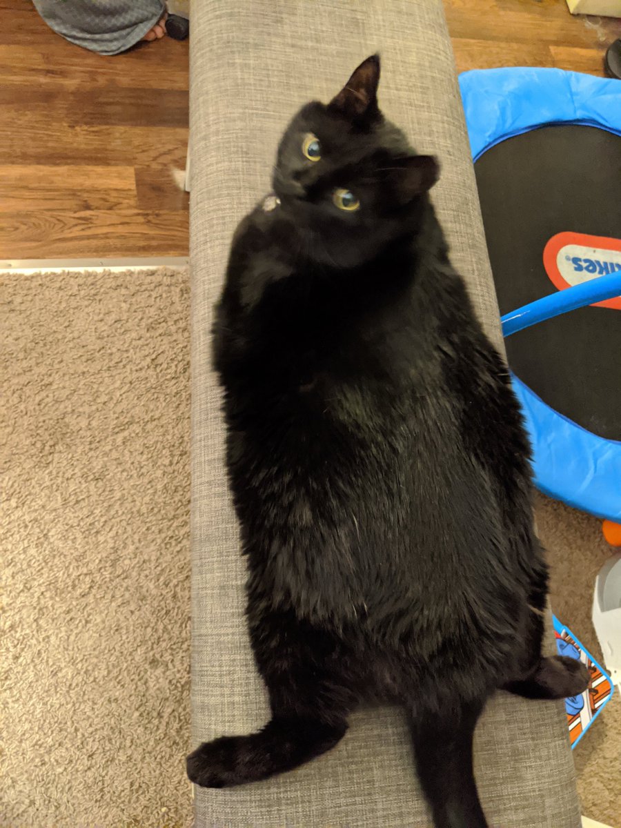 KodlakKitten's tweet photo. Seal pose https://t.co/RwuS7ekw8F