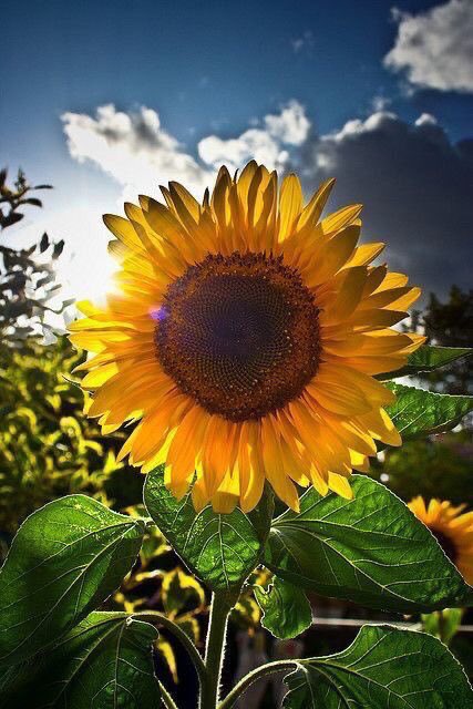 sunflowerlust's tweet photo. Sunflowers have a special place in my heart🌻💛 https://t.co/h39sdYy8rr
