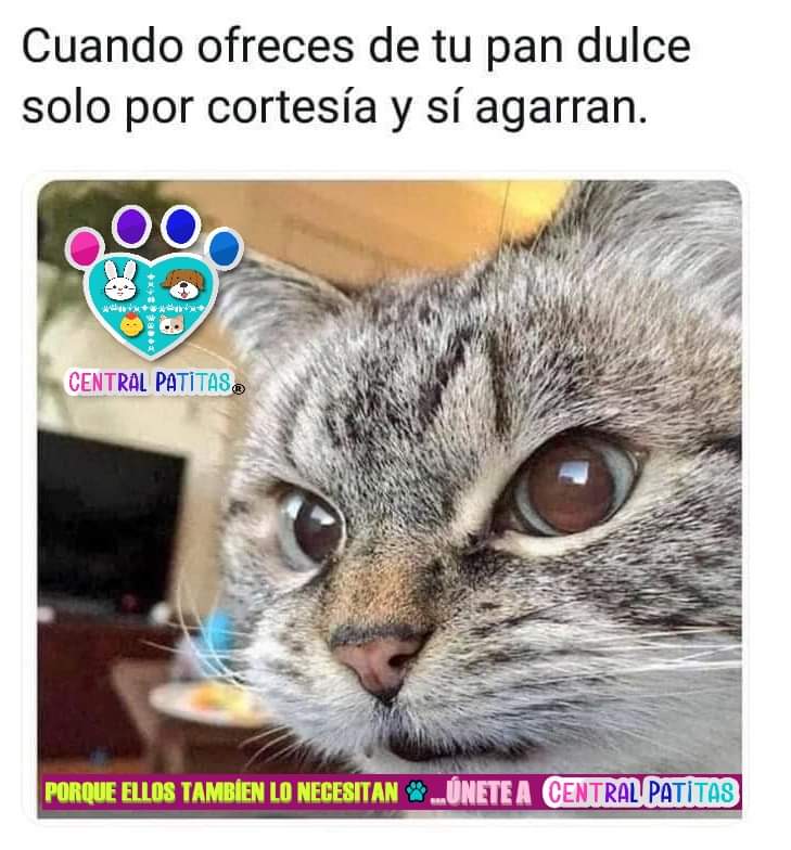 Yo solo quería ser amable 😤
#CentralPatitas #AyudanosAAyudar #AyudanosACompartir