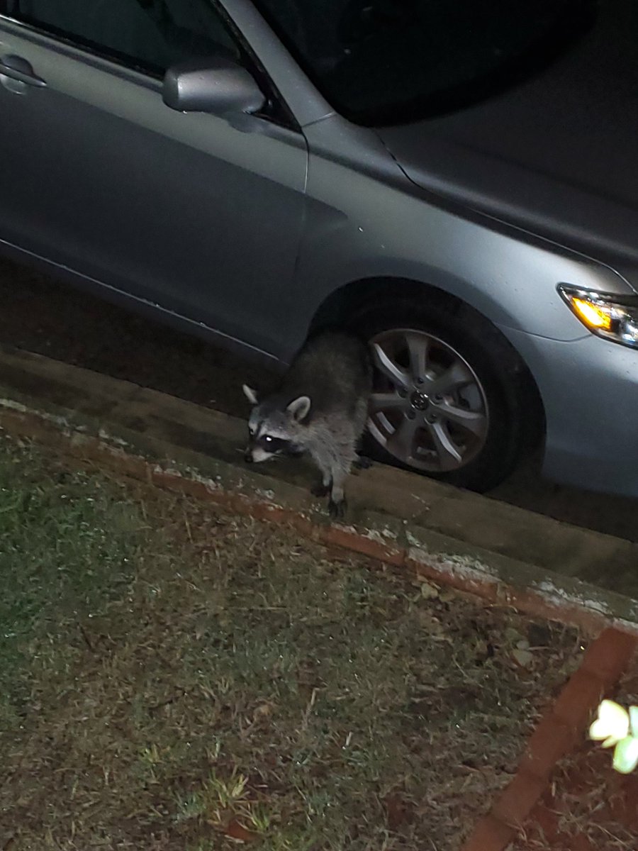 RabidM0ngoose tweet media