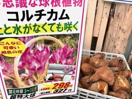 ジョイフル本田 ガーデンセンター ガーデンセンター君津店 苔の上にタマネギ いいえ コルチカムの球根です 空気栽培 ができるほど丈夫な球根ですが 適度な水分があるとよりよく咲くしカッコイイ 涼しげな 花が素敵よ ためしてね 苔盆栽