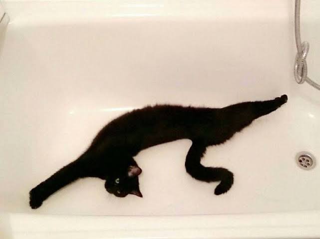 猫伸ばしチャレンジ 猫って何でこんなに伸びるの 何かのロゴみたい 夏はよく伸びる 野生を忘れて伸びまくるネコチャンたち Togetter 猫伸ばしチャレンジ 猫って何でこんなに伸びるの 何かのロゴみたい 夏はよく伸びる 野生を忘れて伸びまくるネコチャンたち Togetter