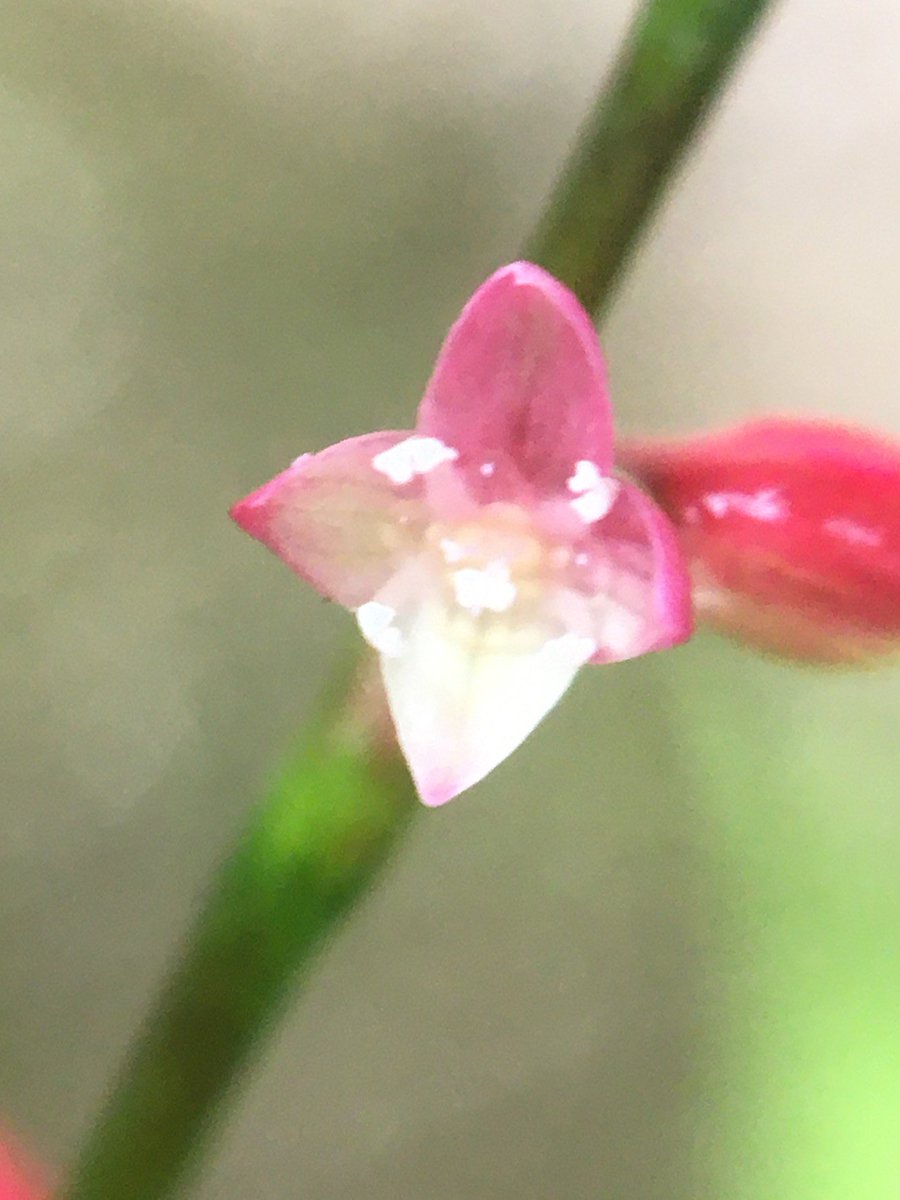 金剛山転法輪寺 真言宗醍醐派大本山 山頂の気温 18 曇り 今日は吹く風が少し冷たく感じます 天気は不安定との予報です 急な雨 風 雷 に ご注意くださいね 小さな世界part2 小さな花を100均の拡大レンズで大きく撮ってみました ミズヒキ