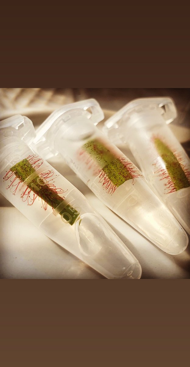 Dreadredhead1's tweet photo. Greenhouse gearing up for #fall2020 
#militantplanthoe #junglehouse #planthoe #bogmommy #paddlinplanthoe #carnivorousplant #droseracapensis #droserabinata #droseraspatulata #sundew #propagationsuccess https://t.co/yJqtIfijfA