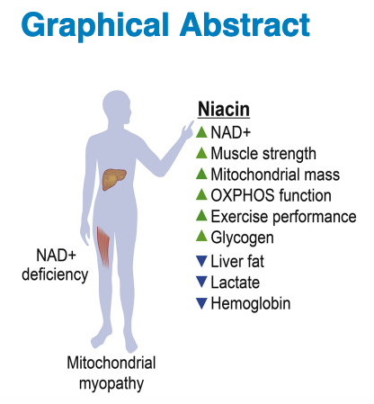 renesugar's tweet photo. Niacin Cures Systemic NAD+ Deficiency and Improves Muscle Performance in Adult-Onset Mitochondrial Myopathy

https://t.co/aCYnRpLAD0 https://t.co/l6V8ogEYoc