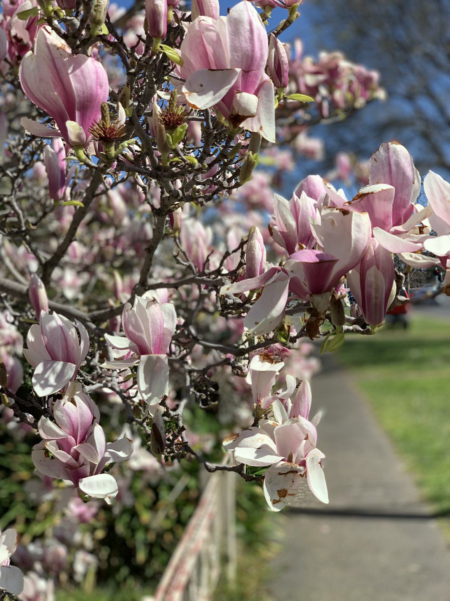 AnneliesBeest's tweet image. Magnolia Rustica Rubra. 
A glorious statement in garden. #Australianspring.