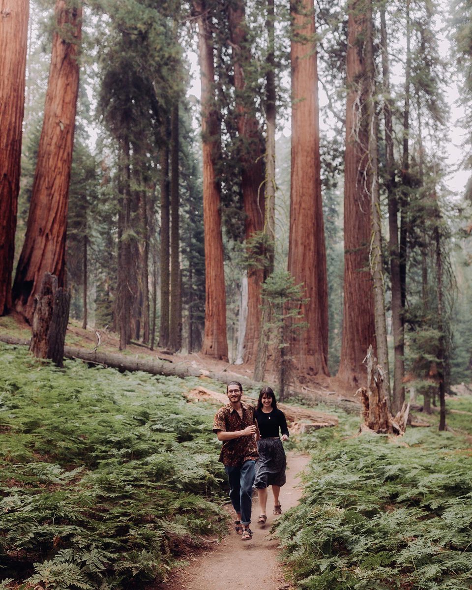 jacobetovar's tweet photo. LOVE IN THE SEQUOIAS. https://t.co/YKO2eD25Tg