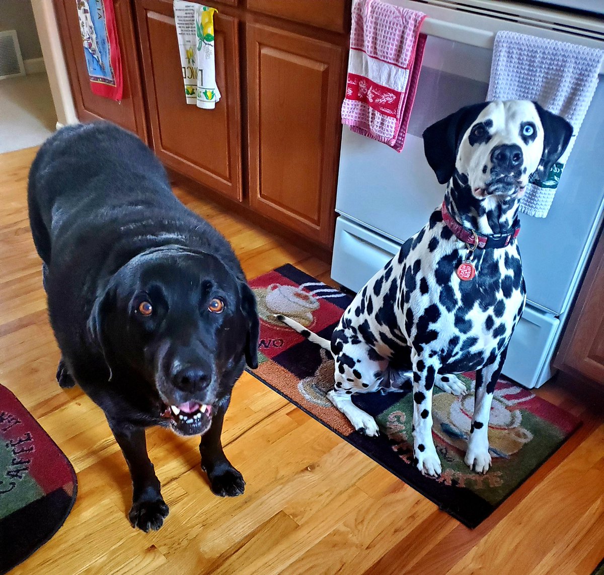 SoulofDemocracy's tweet image. Sanity break
#dogsoftwitter #labby and #dalmatian #love