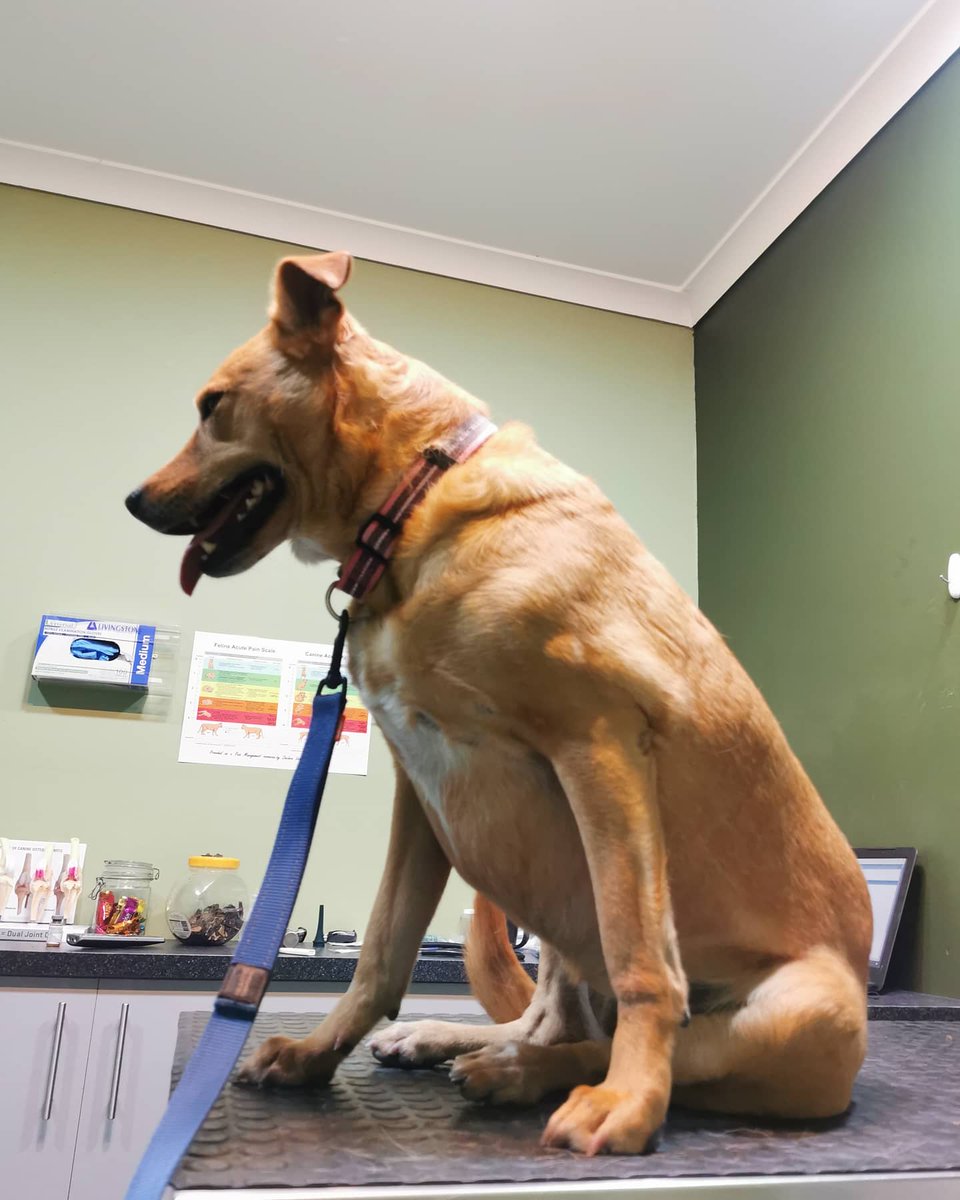 natheightyone's tweet photo. 🐕 It's all fun and games until you have to wear a bucket on your head 🤭🤭
Someone's In the wars... again 🙄😆
#dog #doglife #injury #vet #help #crazydog #olddognewtricks https://t.co/5WoK6ILdCB