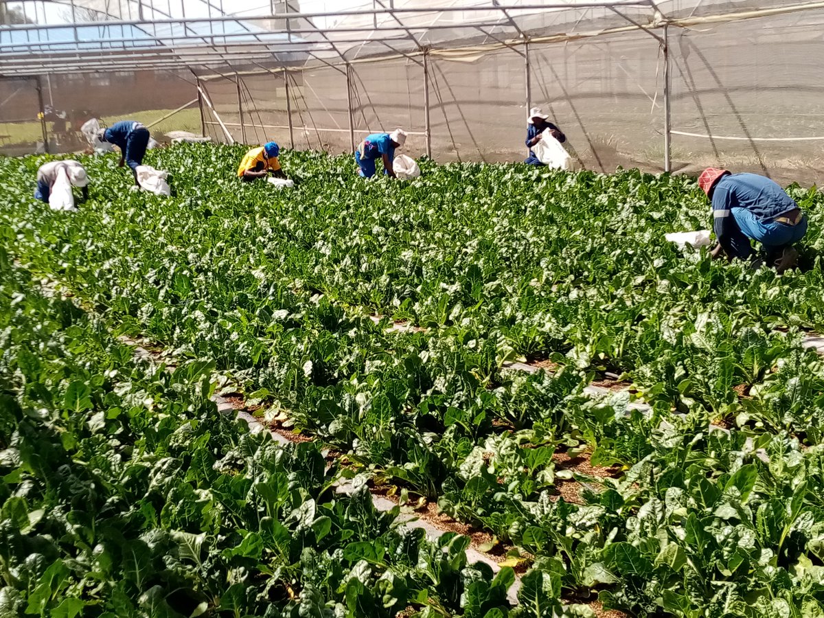 SenzushintshoC's tweet photo. Quote by Ps Tony Seaka A farmer who folds their arms during femine and plant no seeds will have no harvest when rain comes (End of Qoute)

#Class_of_2020
#Future_Agripreneurs
#We_Making_Change
#Emndeni_Skills_Centre https://t.co/L0Nx0yJktL