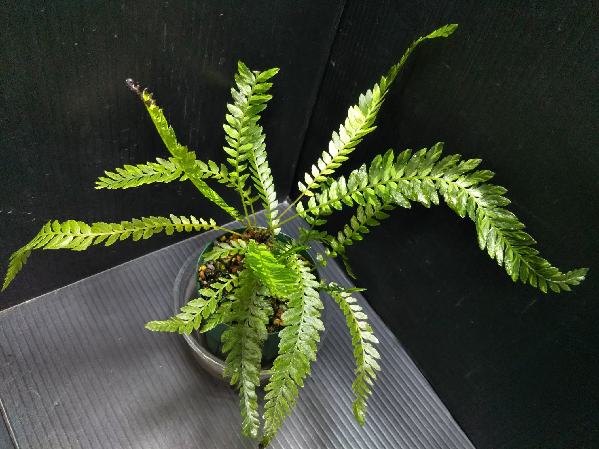 み*か様 ブレクナム obtusatum var. francii TypeB Blechnum obtusatum var. francii TypeB [ ブレクナム