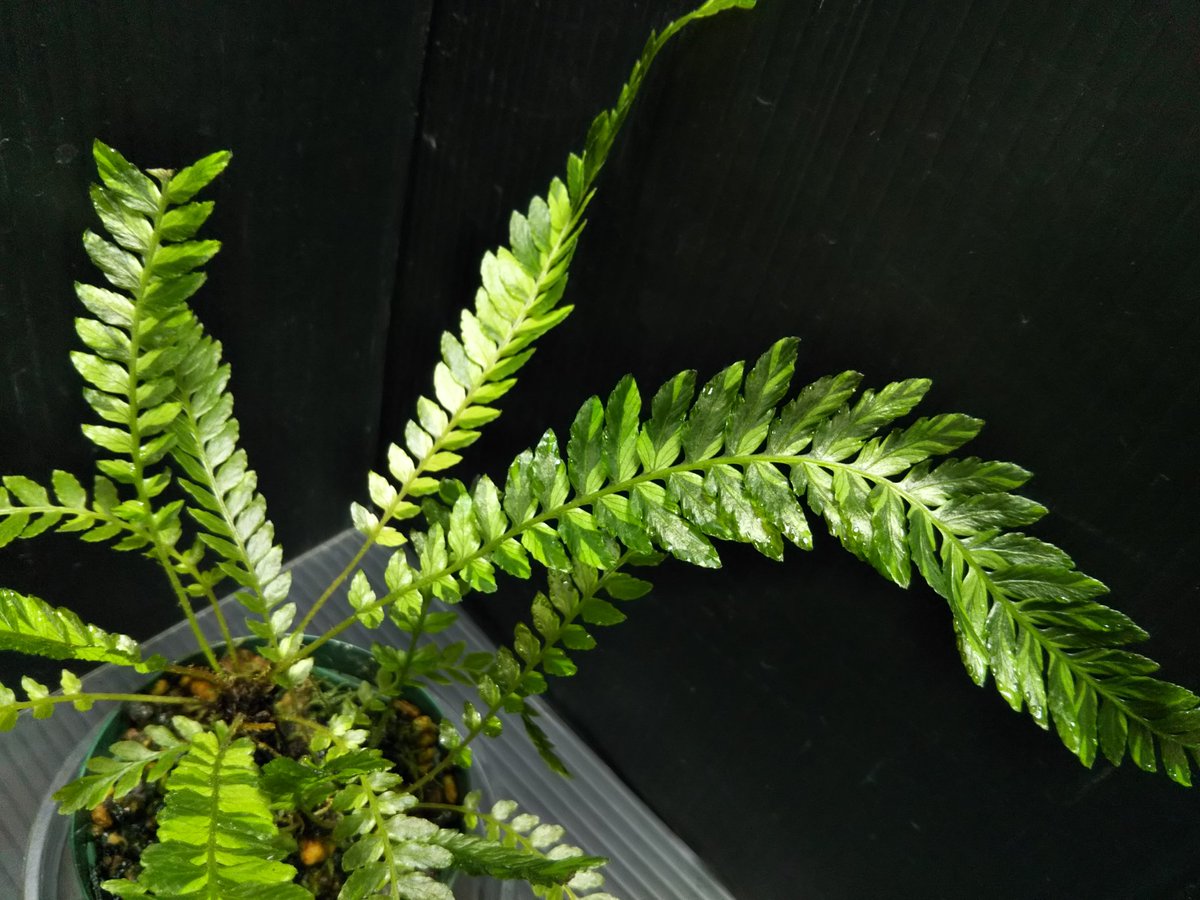 み*か様 ブレクナム obtusatum var. francii TypeB Blechnum obtusatum var. francii TypeB [ ブレクナム