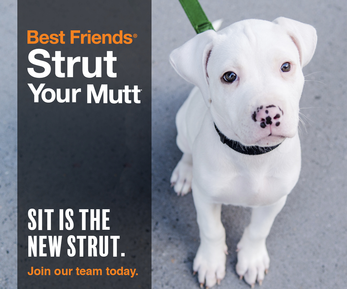Give back while walking with your best friend. Join the UAAC Strut Your Mutt team and help us reach our goal! 

Your donation is tax deductible and each animal welfare organization keeps 100 percent of the money raised after transaction fees. 

support.bestfriends.org/site/TR/SYM202…