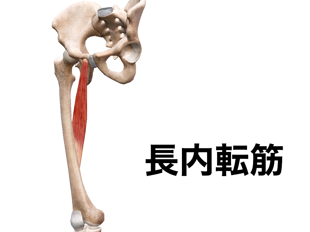 一社 日本治療家研究所 Prt療法 思いっきり解剖学 בטוויטר 長内転筋 長内転筋は内転動作の際に大内転筋に次いで寄与率が高く 股関節屈曲にも関係する 立脚期の前半 下肢の振り出しのために立脚期の終盤から遊脚期の初めにかけて活動する筋肉です 解剖学