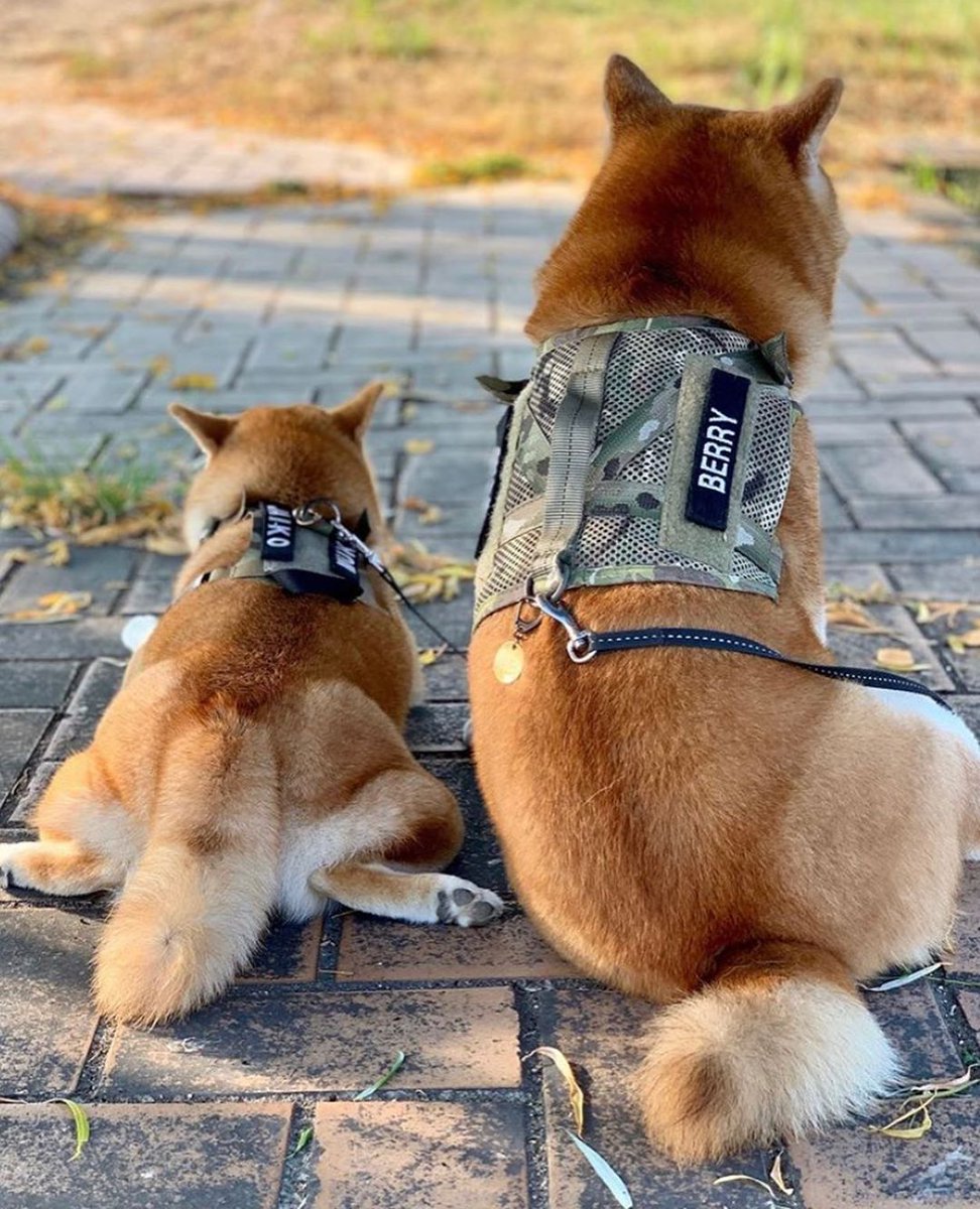 kiloninerpets's tweet photo. Blue sky and MUKUMI members🐶🐕
Patrol together with BERRY👮‍♂️
We provide the useful industry as ''WHY DO CATS EAT GRASS?'' today!! Please check topics: https://t.co/LuOcI4x8ik https://t.co/3aHgFsvqe5