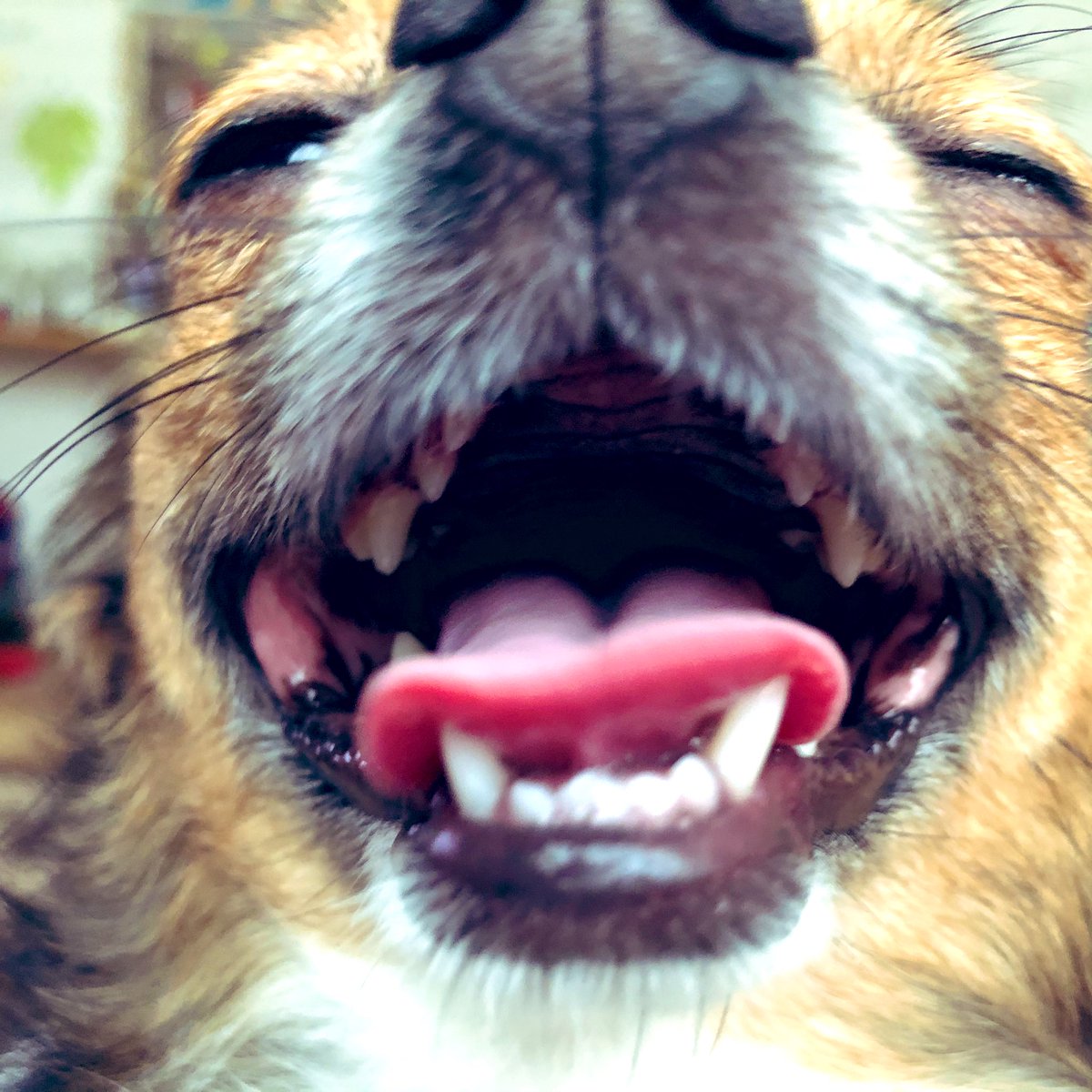 maikovida's tweet photo. ギャハハハハハ♡
#チワワ　#Chihuahua 
#doggo #今日のウル様 
#わんこ　#いぬ https://t.co/ALzv3Fewmo