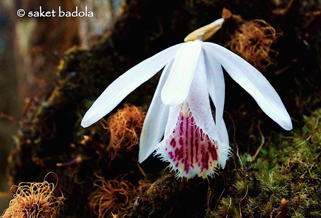 PLANTS:3. The number of documented plant extinctions is twice as many as for mammals, birds and amphibians combined.4. In various geographical zone, on an average one in five (22%) plants are threatened with extinction, most of them in the tropics 22. (2/n)