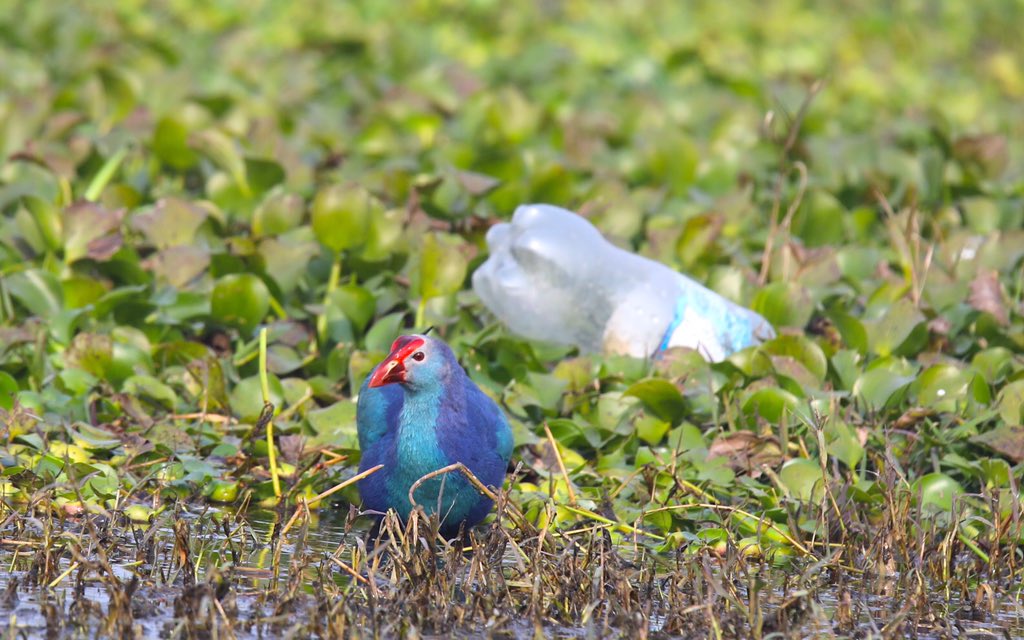 WETLANDS5. The population of freshwater species including fish, birds, amphibians and mammals have declined by 84% globally since 1970.6. Human activities are threatening one in three freshwater and riverine species with extinction. (3/n)