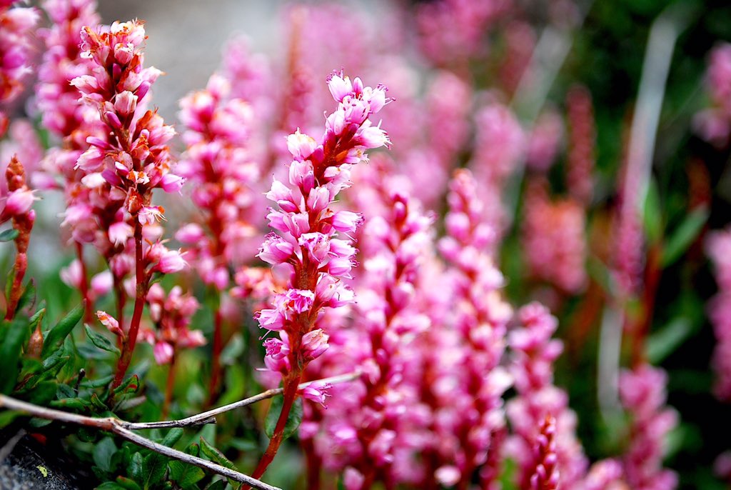 7. Up to 1/5th of wild species are at risk of extinction due to climate change alone, with some of the highest rates of loss anticipated in biodiversity ‘hotspots’.8. If we want to ACT and 'bend the curve', time is NOW !!(4/4) @WWFINDIA  @IPBES  @IUCNRedList  @UNBiodiversity