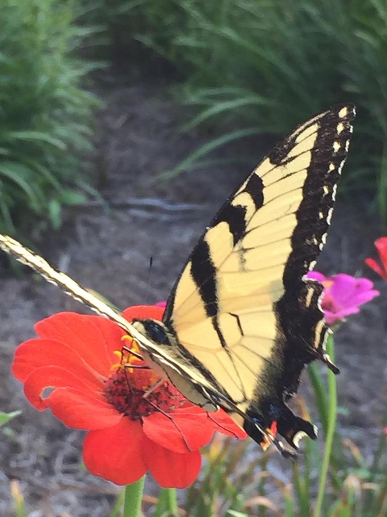 <a href="/JunqiangZhao/">Junqiang (John) Zhao</a> <a href="/IBajnok/">Irmajean Bajnok</a> <a href="/d_stacey/">Dawn Stacey (moving to BlueSky)</a> Thanks John, proud to work with you and our <a href="/ChinaBPSOs/">ChinaBPSOs</a> YOU are already a star and the world is yours to conquer! 

Proud to be in the company of giants in nursing <a href="/JudithShamian/">Judith Shamian</a> <a href="/IBajnok/">Irmajean Bajnok</a> <a href="/cestabro/">Carole A Estabrooks</a> <a href="/TRECResearch/">Translating Research in Elder Care</a> <a href="/elizabethsaewyc/">Elizabeth Saewyc PhD, RN, FSAHM, FCAHS, FAAN, FCAN</a> <a href="/joanbottorff/">Joan L. Bottorff</a> <a href="/smyevictoria/">Victoria Smye</a> @prof_melmasri McGillis