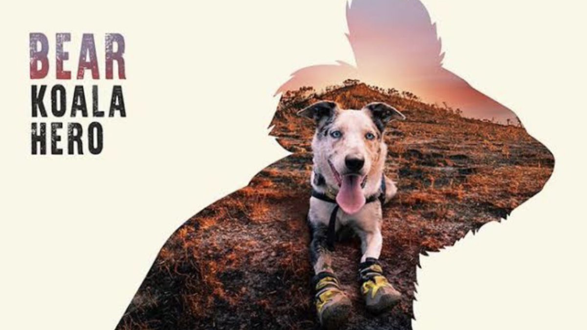 Foxtel is re-running “Bear the Koala Hero" doco this Sunday at 8.10am on the Lifestyle channel 🐨🐨🐨<a href="/ifawglobal/">ifaw</a> <a href="/ifawAU/">ifaw Australia</a> <a href="/TysonTRAVEL/">TysonTRAVEL</a>
