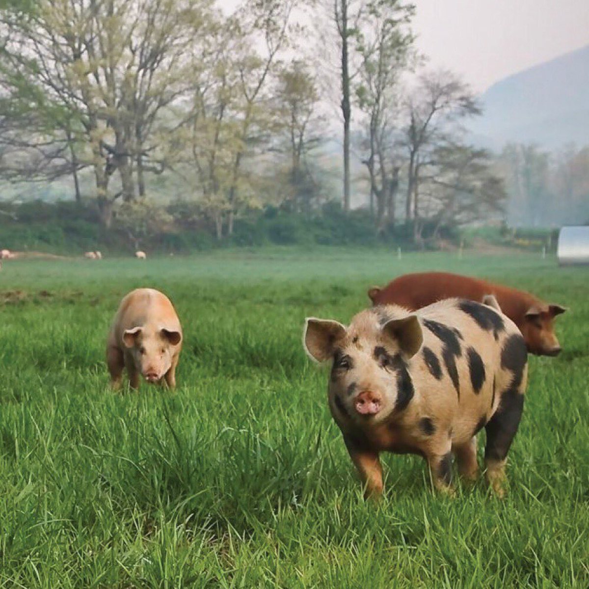 Piggy Bank (@piggybankorg) on Twitter photo Piggy Bank Launches Business Plan Development Program to Help Family Farms. Small family farmers raising heritage breed pigs catch a break during challenging times. piggy-bank.org #PiggyBankOrg <a href="/piggybankorg/">Piggy Bank</a> Piggy Bank Launches Business Plan Development Program to Help Family Farms. Small family farmers raising heritage breed pigs catch a break during challenging times. piggy-bank.org #PiggyBankOrg <a href="/piggybankorg/">Piggy Bank</a>