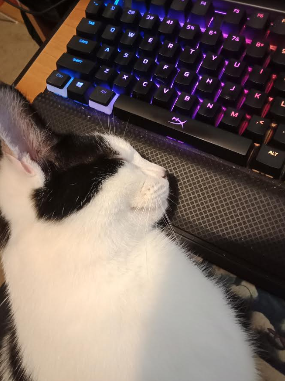 DoubleJumpComms's tweet image. Finwë's favourite spot to nap is on a gaming keyboard, when it's being used (because there's obviously never a more convenient location). If you're curious, he's named after the first king of the Noldor in Tolkien's lore! #PetsOfDoubleJump