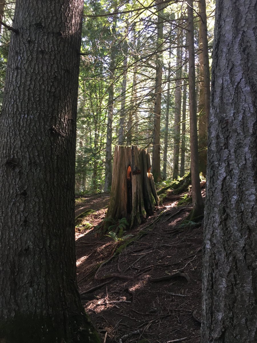 Do you know what's going on in the Fairy Creek Valley right now? #logging #oldgrowth #watershed #vancouverisland #portrenfrew #blockade #fairycreek

I can't be there so here's a poem for now: wherethelinesaredrawn.blogspot.com/2020/09/for-fa…