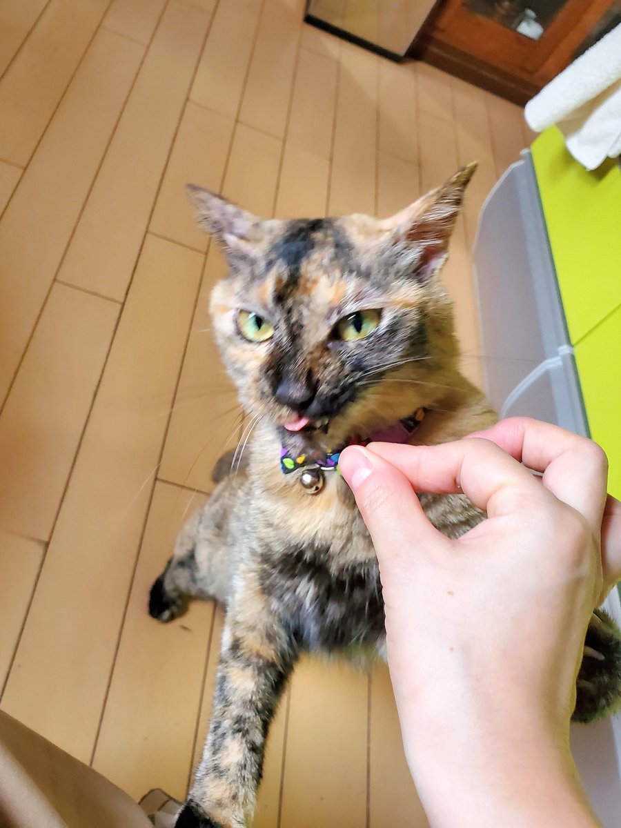 あぁ猫 On Twitter フミに一口ずつオヤツをあげて あげ終わった途端 お前もう用済みだバーカあっち行けシャーッ ってされたので 1人寂しくハロウィンサビ猫のニス塗りをする午後 サビ猫 サビ猫はいいぞ