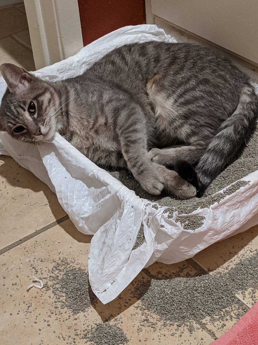 jhjones's tweet photo. #SawpitWash at Foothill/Mountain right now. I'm on the good side as far as evacuations go. If I have to go, this stray kitty #dragon goes with me. #Spayed today, #outsidekitty haz my heart https://t.co/agmYuHfjB4