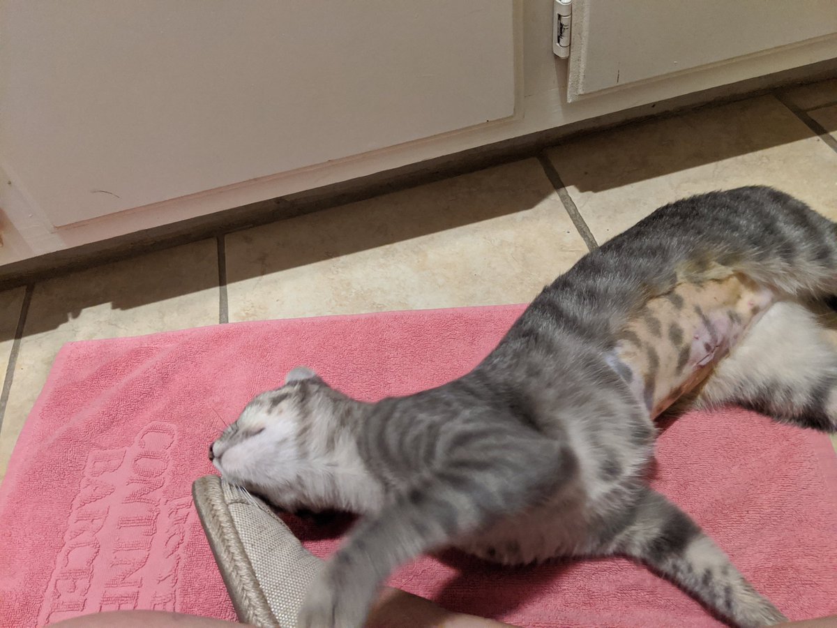jhjones's tweet photo. #SawpitWash at Foothill/Mountain right now. I'm on the good side as far as evacuations go. If I have to go, this stray kitty #dragon goes with me. #Spayed today, #outsidekitty haz my heart https://t.co/agmYuHfjB4