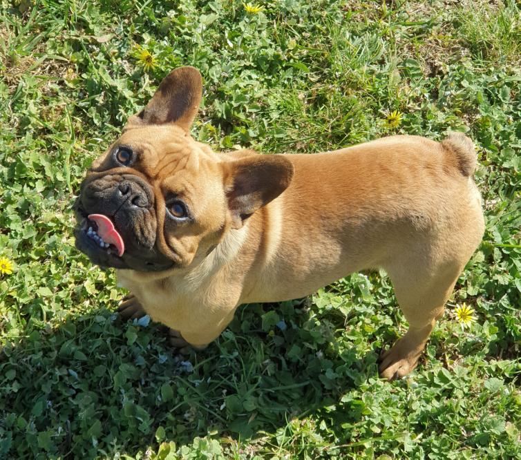 uniquFB's tweet photo. Benji the Frenchie! Red Fawn French Bulldog. https://t.co/wDy47OEkHn
BR101372
#uniquefrenchbulldogs #uniquefrenchbulldogsau #frenchbulldogbreeder #frenchbulldogaustralia https://t.co/eO3IU3fa1W