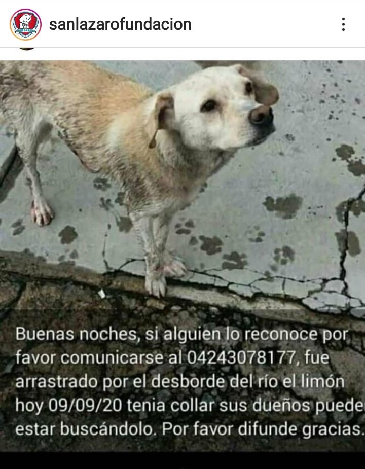 #EXTRAVIADO RT @cocomaria58: ⛔ #URGENTE #Ellimón #Aragua perrito encontrado, zona El Limón,  tenía su collar, si lo reconoces comunicarte 0424- 3078177