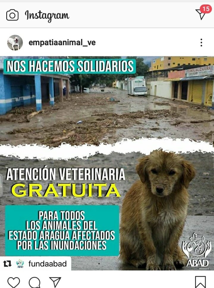 Venezuelienne09's tweet image. 👁👁👇🏾👇🏾Atención  veterinaria  gratuita para todos los hermanos sin voz(animalitos) afectados por la crecida del río Limon. Edo. Aragua