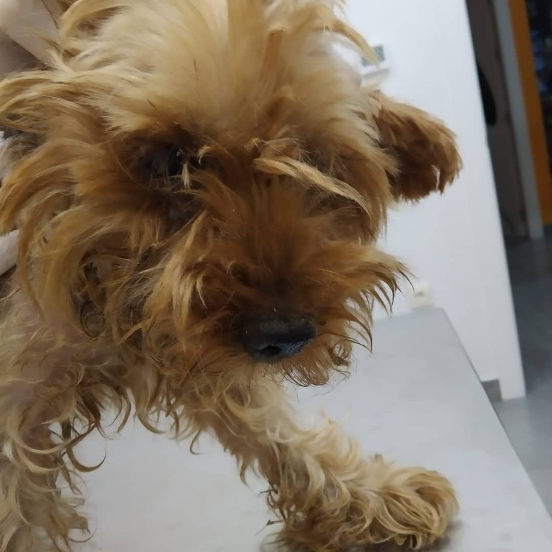 veronicadoval's tweet photo. Una familia y amor para este perri encontrado en #Jumilla #RegiondeMurcia , URGENTE #Adopta
☎️ 656989417
#AdoptaNoCompres #adoptar #familia #ADOPCION #Mulan #single2020 #singles #Audiencias #DigitalES2020 #prodigios #talento #InteligenciaArtificial #abogados #Vegan #ecommerce https://t.co/9cMzdn8x0u