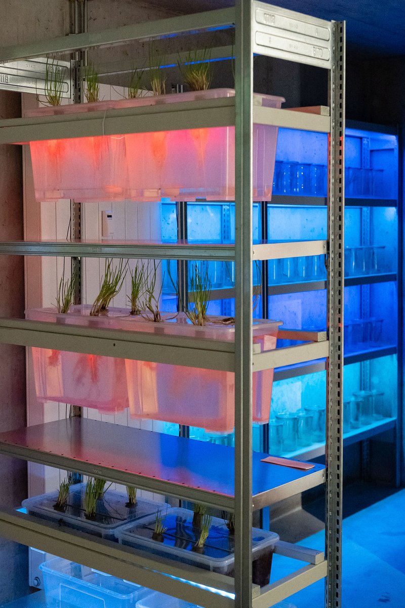 STATEStudioBLN's tweet photo. Blaue Rosen? 🧪🌹 Genverfahren können die bei Pflanzen erwünschten Eigenschaften produzieren und unerwünschte reduzieren. Smart oder gefährlich? Macht euch selbst ein Bild in der laufenden Ausstellung #MACHTNATUR, bis 12.09.! @BMBF_Bund @w_jahr 📸Anne Freitag https://t.co/9GedKB39Kk