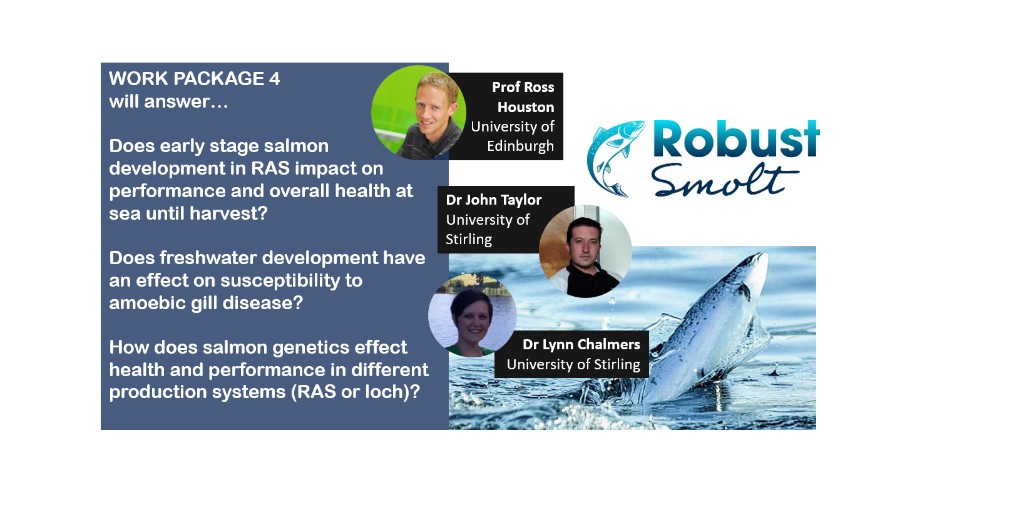.<a href="/RobustSmolt/">RobustSmolt</a> is

RESEARCH PACKAGE 4: Led by <a href="/RossHouston/">Ross Houston</a> <a href="/roslininstitute/">The Roslin Institute</a> &amp; J. Taylor <a href="/IoAStirling/">Institute of Aquaculture</a> + #ECR <a href="/lynnc543/">Lynn Chalmers</a>, studying how early stage #salmon development &amp; genetics in #recirculating #aquaculture #systems effects #health, gills &amp; performance 🌟🐟

bit.ly/32XgvU1