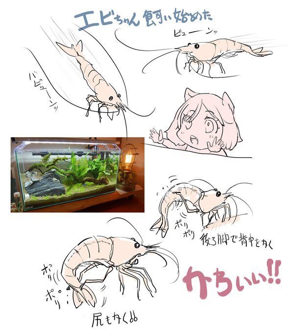 おら、エビマスターになる。 