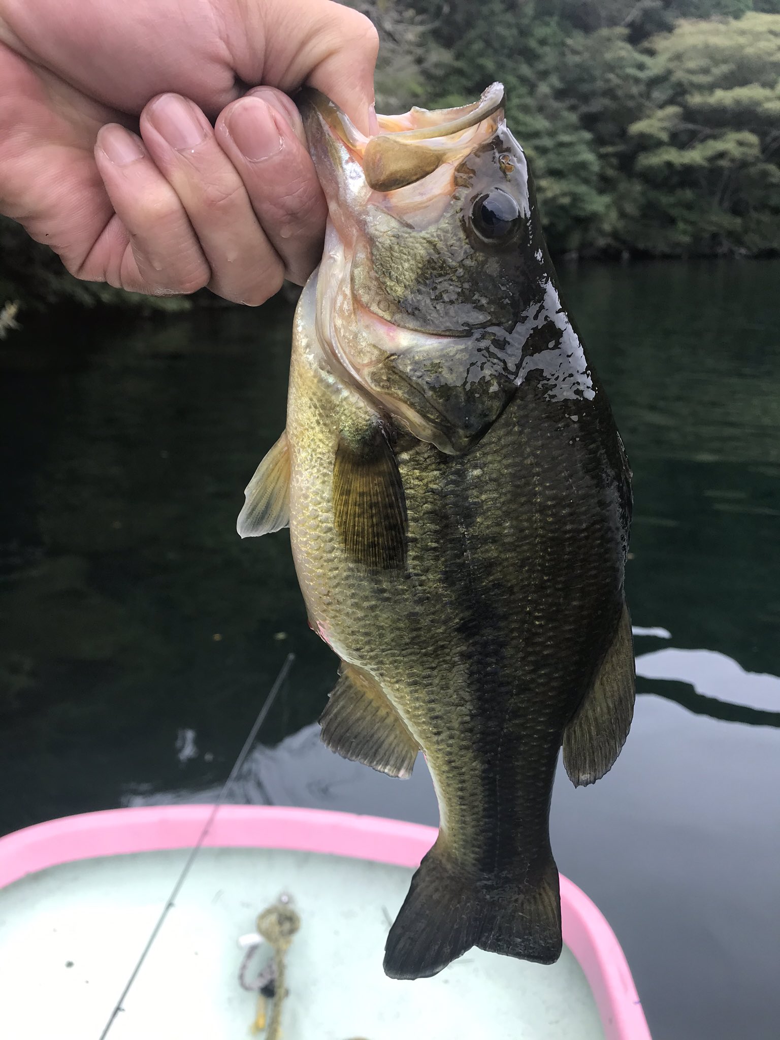 多々 お腹パンパンのブラックバス 芦ノ湖で癒された カルカッタbfsも入魂 T Co Lnxn5ntjkq Twitter