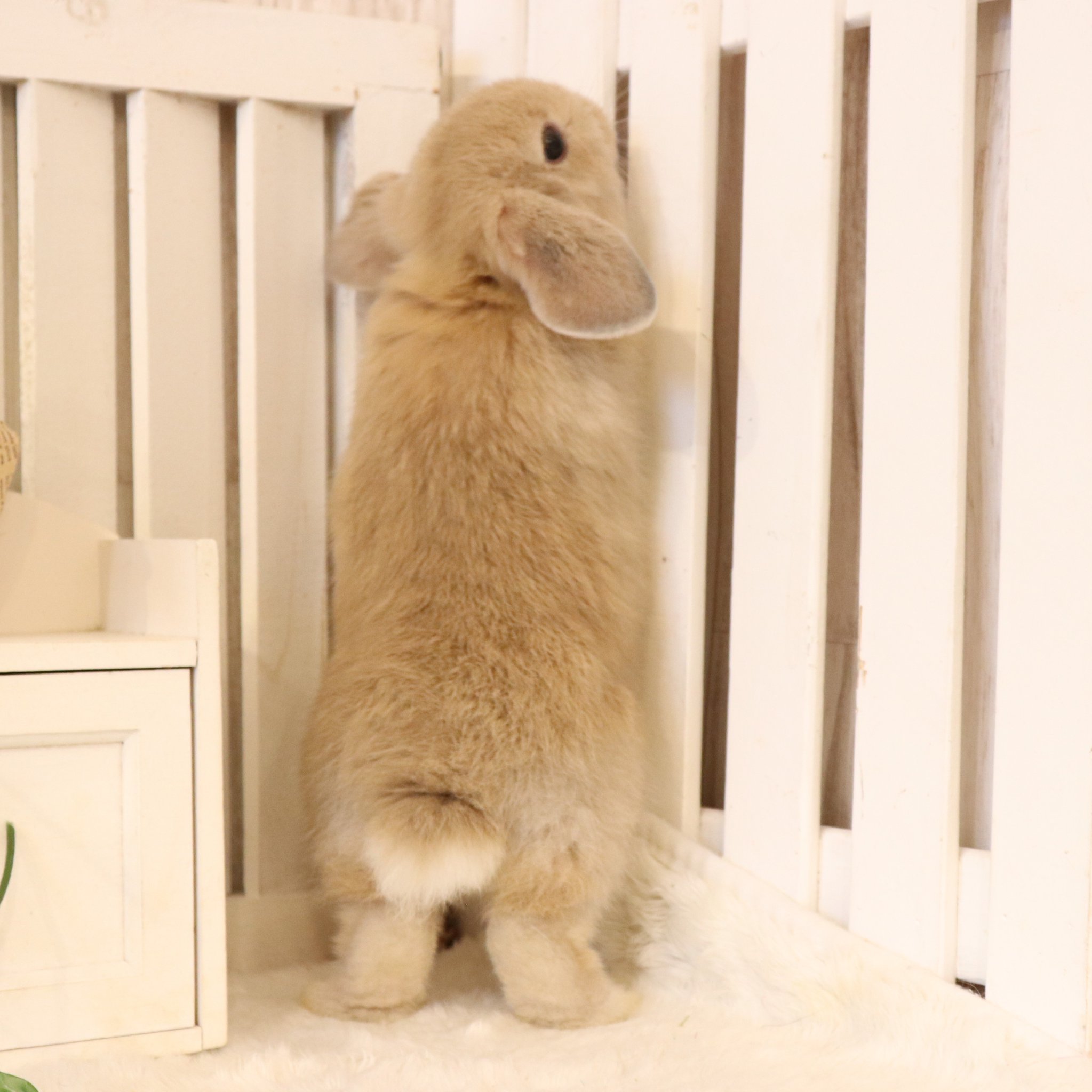 うさぎ専門店ラビットリンク 今週もちびうさぎさんたちが元気にやって来ました ネザーのフロスティくんは身だしなみにも余念がない ジェントルマン フロスティくんのお洒落っぷりはこちらからどうぞ T Co Vpaqekur4y うさぎ うさぎのいる