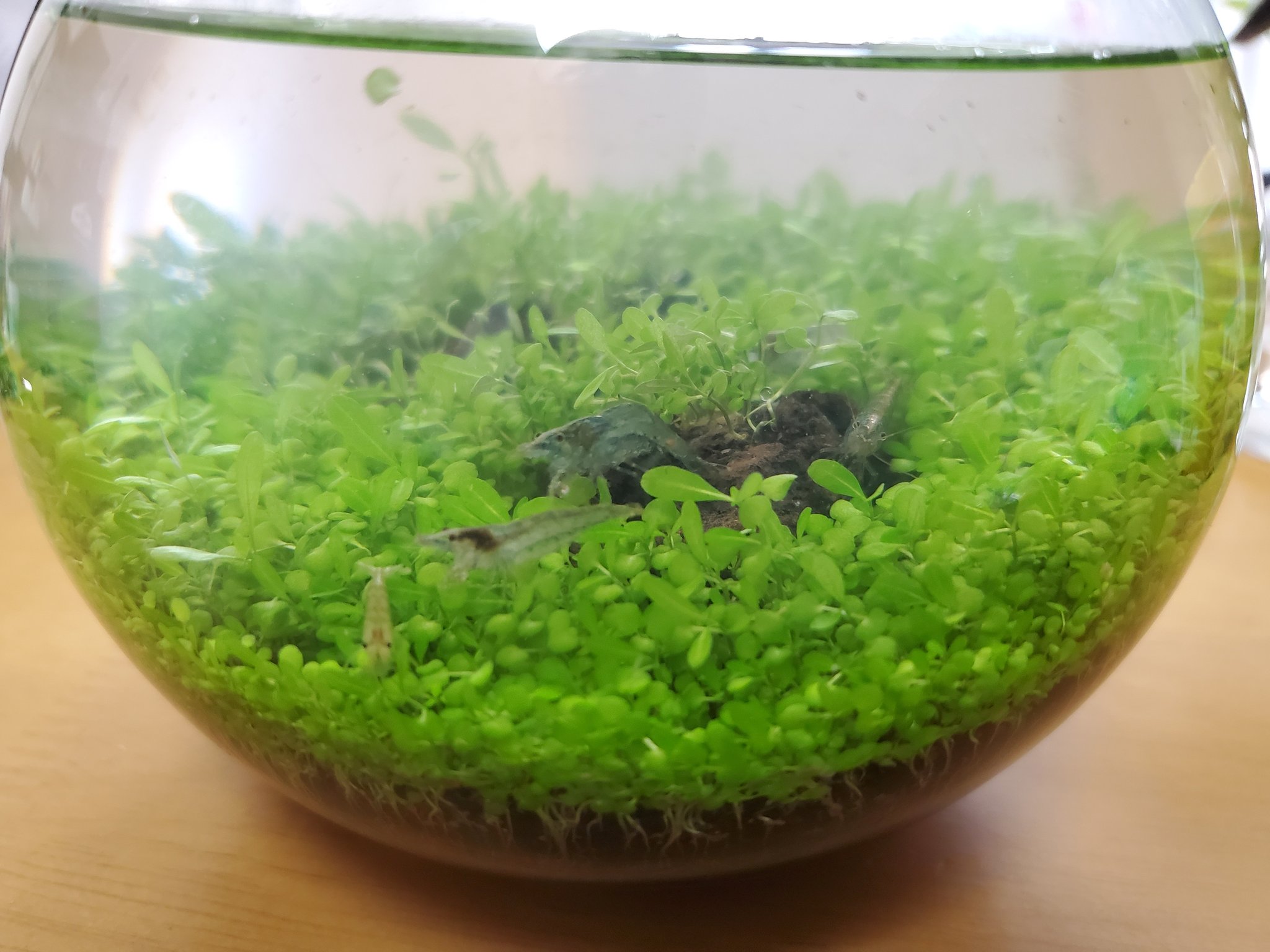以出蔵 間違いなくメダカのタマゴだった 確かに先週 オスのメダカがやたらとメスのメダカの下でチョコチョコしてると思った それが交尾だったらしい 1 2週間で孵化するらしく そしたら別の入れ物に移すとか 色々やる事があって楽しいな