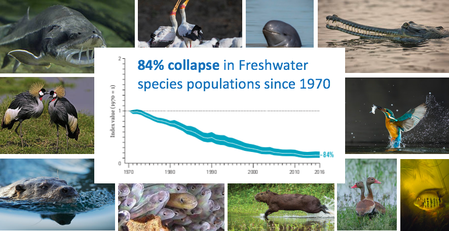 WWF Water 💧🐟 tweet media