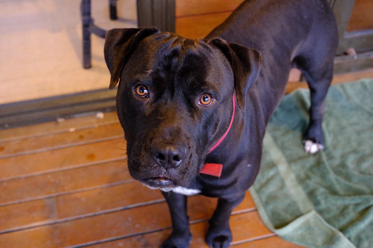 good small horce tweet media