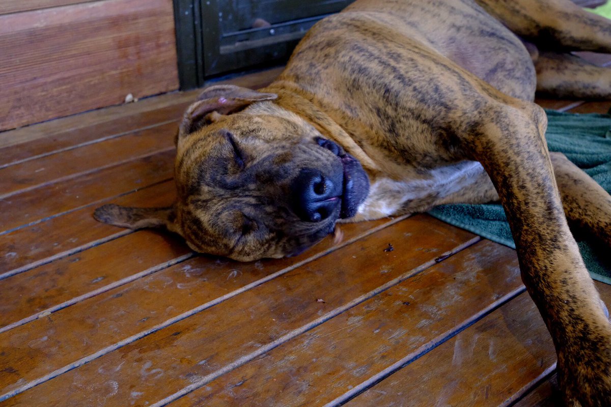 good small horce tweet media