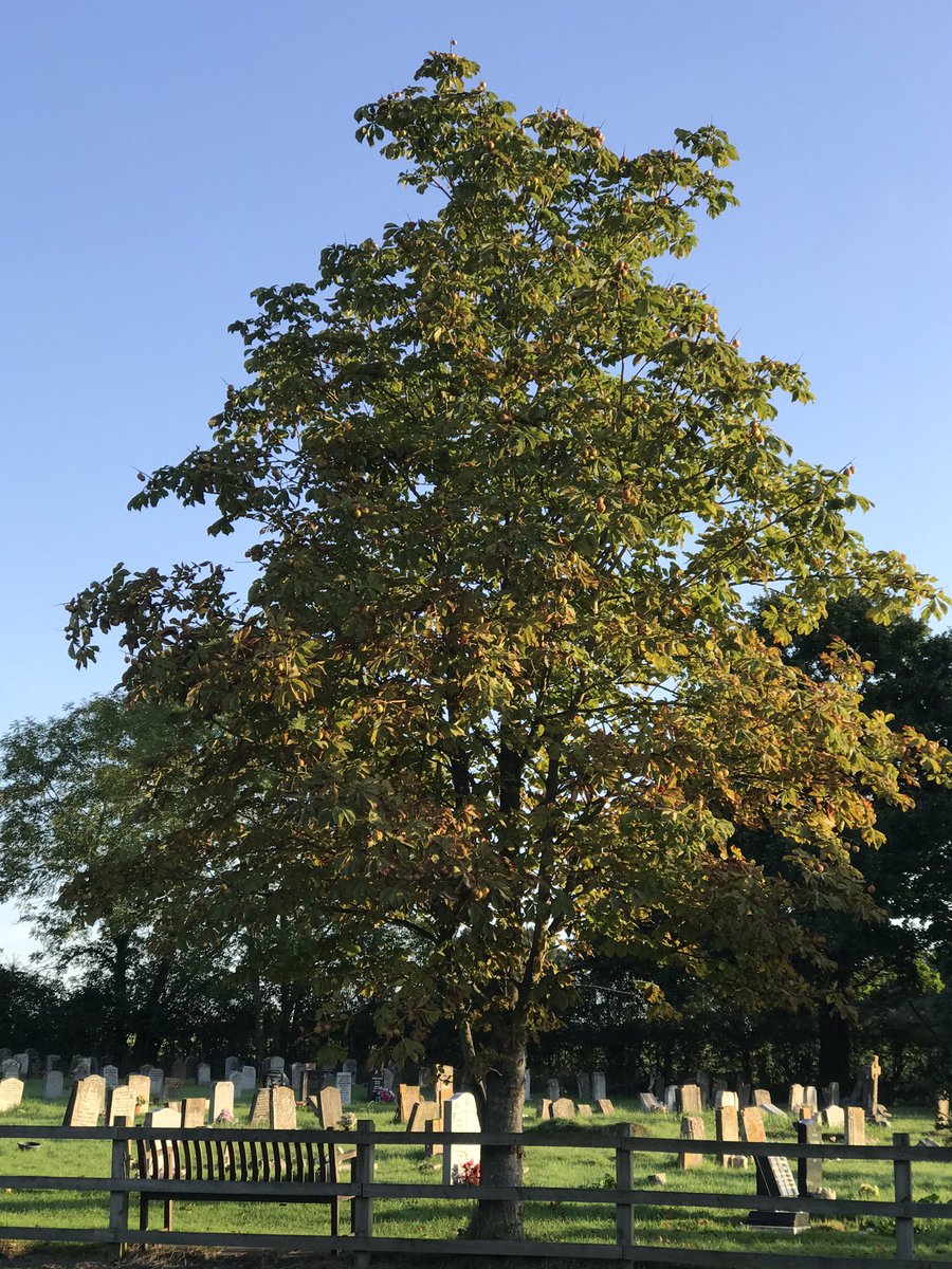 InfNetley's tweet image. Trees...take a look at them today. We are so lucky to have these in our school grounds. So similar and yet so different