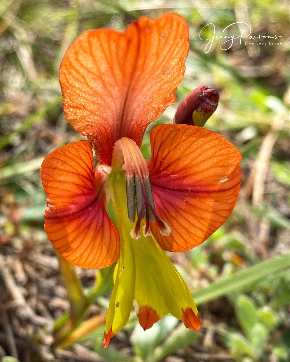 JennyPaPB's tweet photo. Galadiolus alatus (Iridaceae) aka Kalkoentjie is a cormous #geophyte. Spectacular orange, yellow and green flowers. Scented to attract the #insectpollinators. Love the detail of the stamens and anthers.
#spring #wildflowers #pringlebayfynbos #flowermagic #TwitterNatureCommunity https://t.co/EeNZyrvdkp