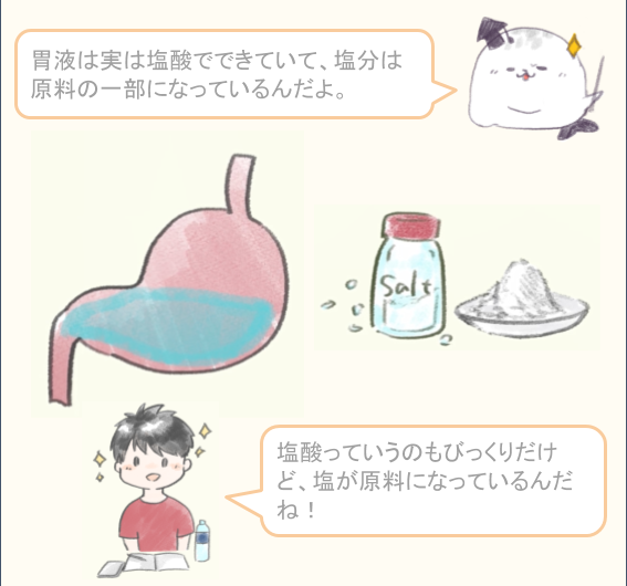(塩って体の中でどんな役割を担っているの?)

塩分①
- 胃の消化液と塩分の関係 - 
