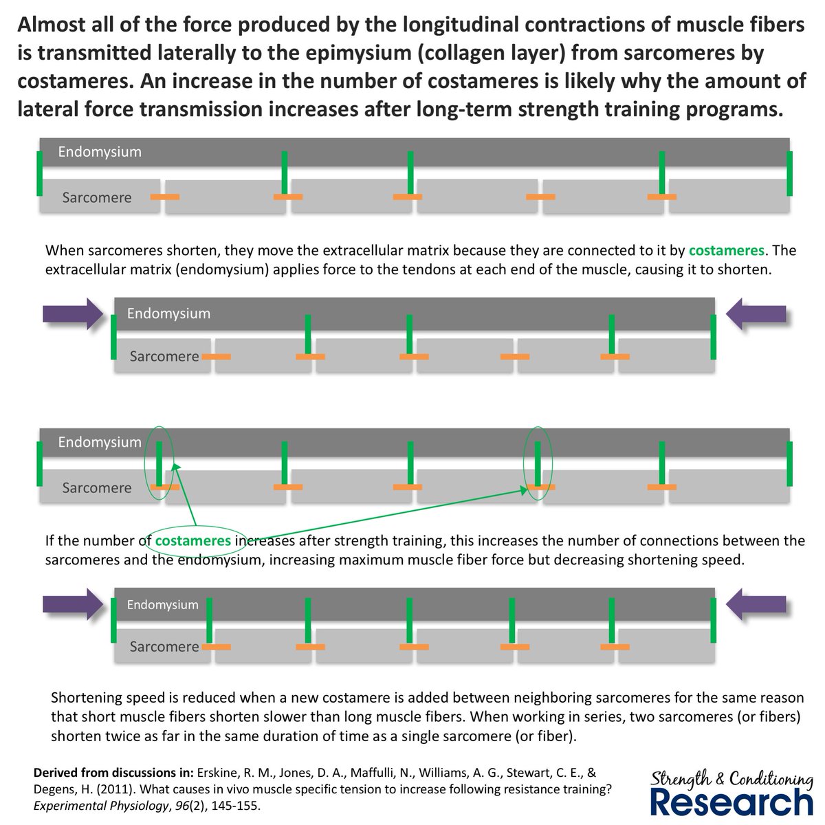Although we tend to assume that sarcomeres transmit force longitudinally (from one sarcomere to the next) through to the tendon, they actually first transmit force to the surrounding collagen (the endomysium) through costameres. The endomysium transmits force to the tendon.
