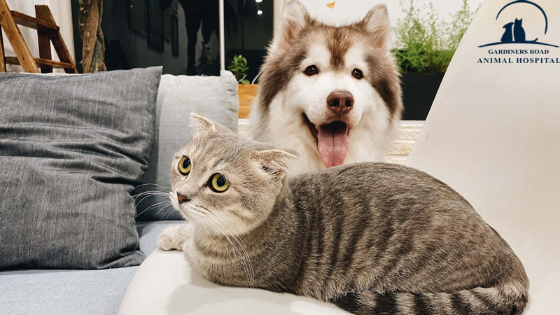 grahkingston's tweet image. Topics You Should Discuss with Your Veterinarian at vet clinics Kingston

At Grah Kingston, we are providing quality Veterinary Service in Kingston. 

blog.grahkingston.com/veterinary-ser…

For Inquiries:

grahkingston.com

#VeterinaryServiceInkingston
#VeterinaryService