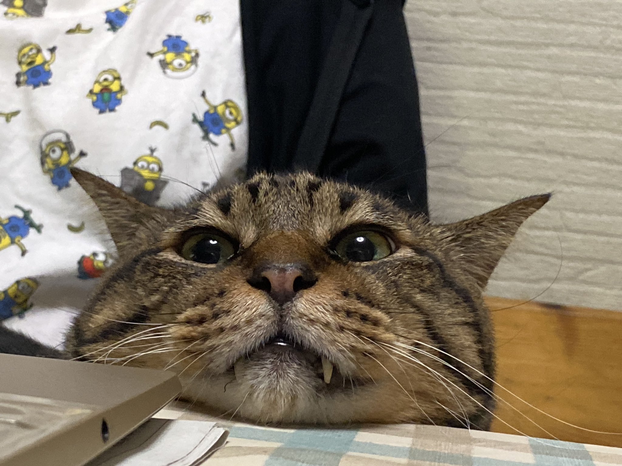 猫面白写真 Twitter Search Twitter